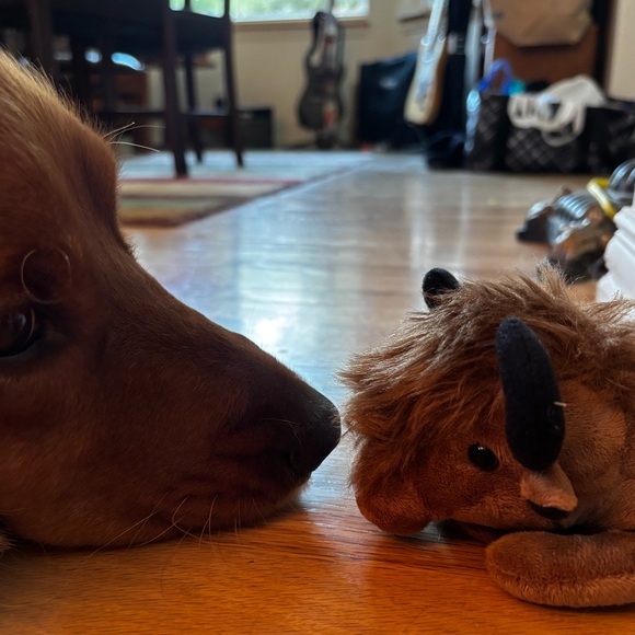CU BOULDER COLORADO BUFFS BUFFALO Brown Plush Buffalo Stuffed Animal 🐝 - Picture 6 of 6